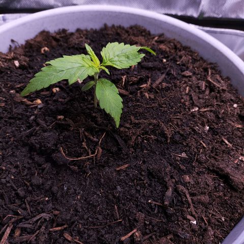 Purple Punch Auto growlog photo: A bit of light burn :(
