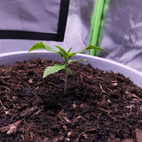 Purple Punch Auto growlog timeline photo