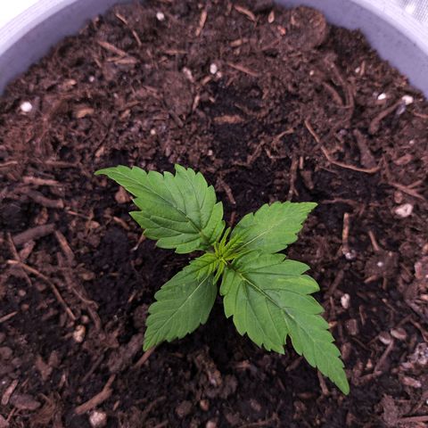 Purple Punch Auto growlog timeline photo