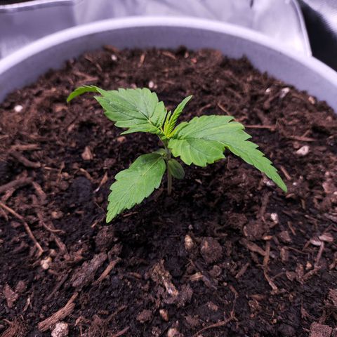Purple Punch Auto growlog timeline photo