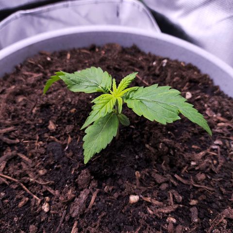 Purple Punch Auto growlog timeline photo