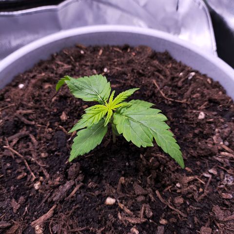 Purple Punch Auto growlog timeline photo