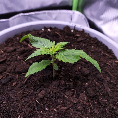 Purple Punch Auto growlog timeline photo