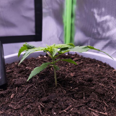 Purple Punch Auto growlog timeline photo