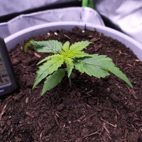 Purple Punch Auto growlog timeline photo