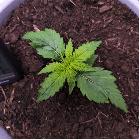 Purple Punch Auto growlog timeline photo