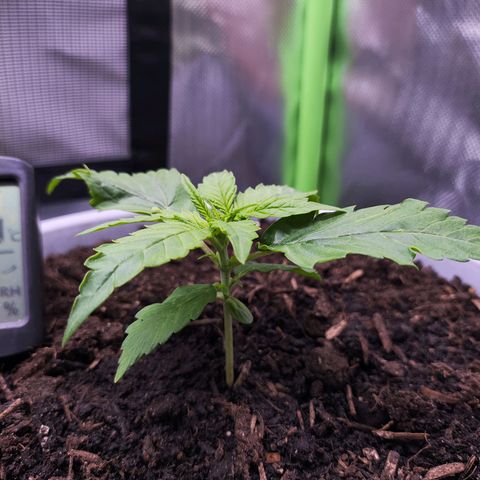 Purple Punch Auto growlog timeline photo