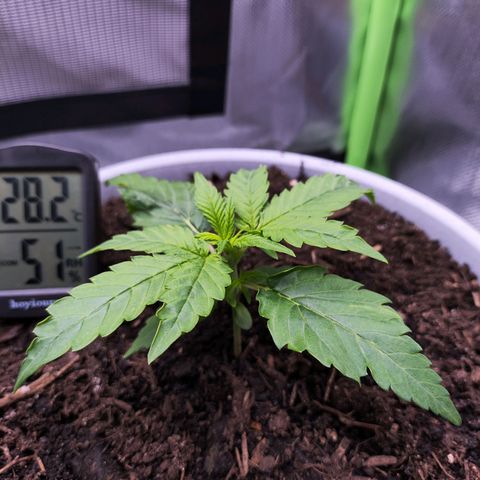 Purple Punch Auto growlog timeline photo