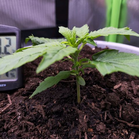 Purple Punch Auto growlog timeline photo