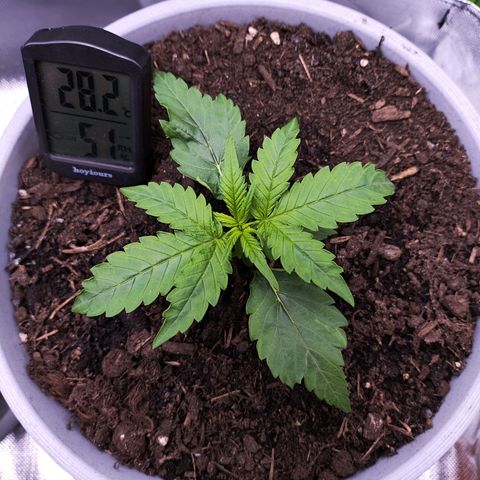 Purple Punch Auto growlog timeline photo