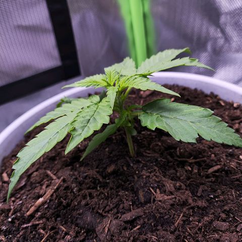 Purple Punch Auto growlog timeline photo