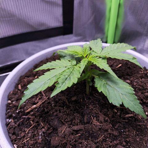 Purple Punch Auto growlog timeline photo