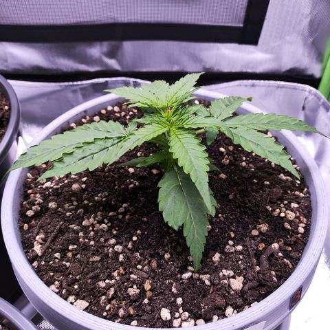 Purple Punch Auto growlog timeline photo