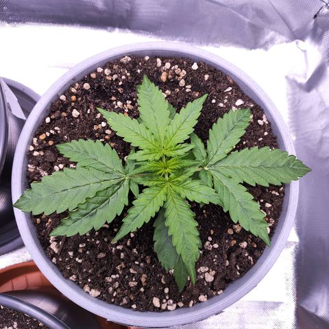 Purple Punch Auto growlog timeline photo