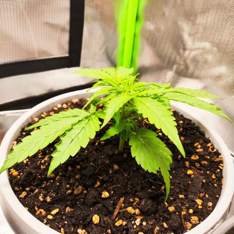 Purple Punch Auto growlog timeline photo