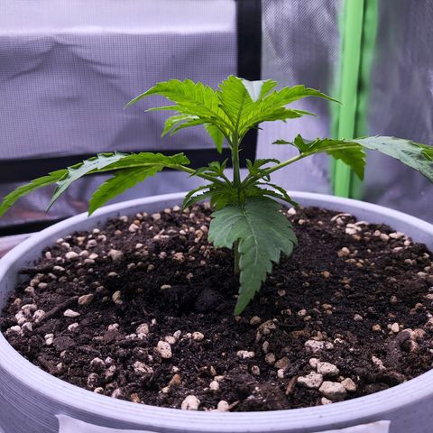 Purple Punch Auto growlog timeline photo