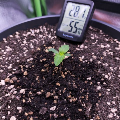 Purple Punch auto growlog timeline photo