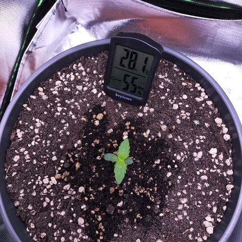 Purple Punch auto growlog timeline photo
