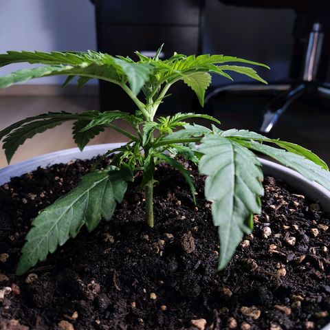 Purple Punch Auto growlog timeline photo