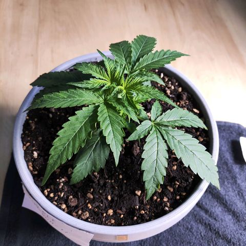 Purple Punch Auto growlog timeline photo
