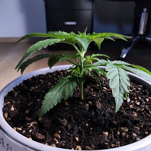 Purple Punch Auto growlog timeline photo