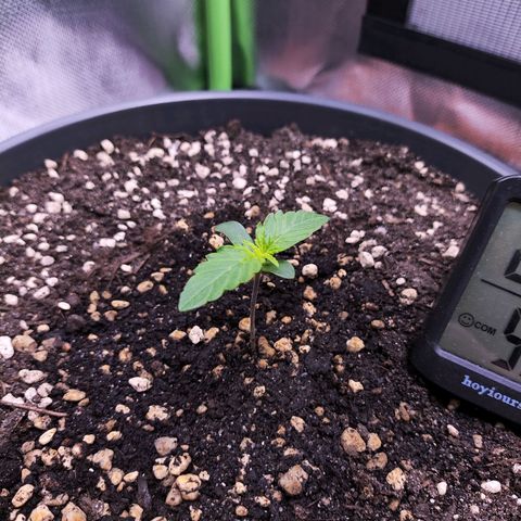 Purple Punch auto growlog timeline photo