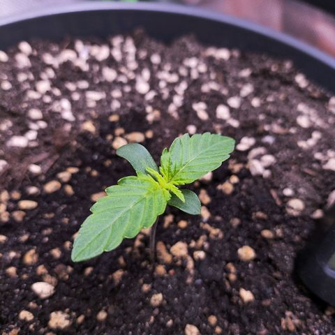 Purple Punch auto growlog timeline photo