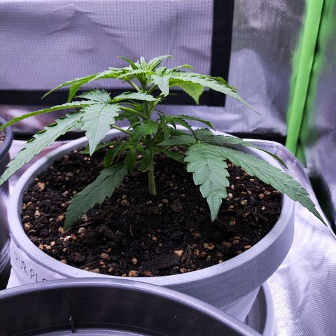 Purple Punch Auto growlog timeline photo