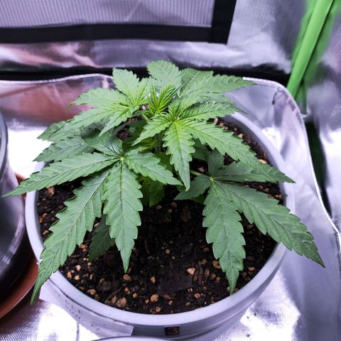 Purple Punch Auto growlog timeline photo
