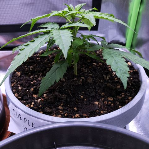 Purple Punch Auto growlog timeline photo