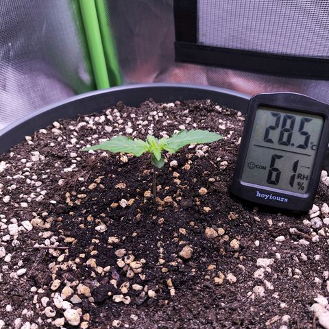 Purple Punch auto growlog timeline photo
