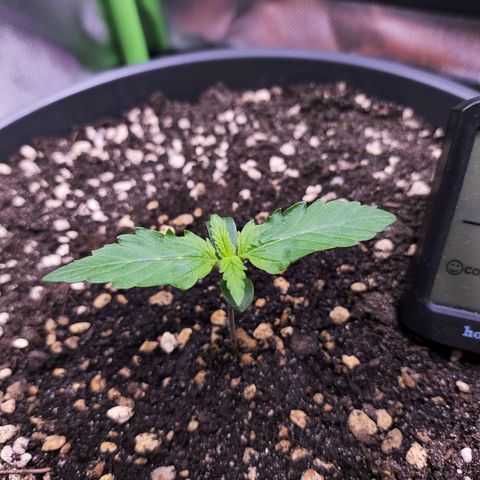 Purple Punch auto growlog timeline photo