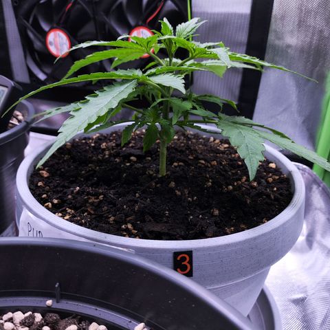 Purple Punch Auto growlog timeline photo