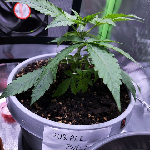 Purple Punch Auto growlog timeline photo
