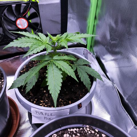 Purple Punch Auto growlog timeline photo