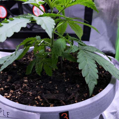 Purple Punch Auto growlog timeline photo
