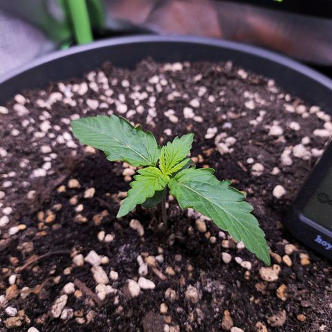 Purple Punch auto growlog timeline photo