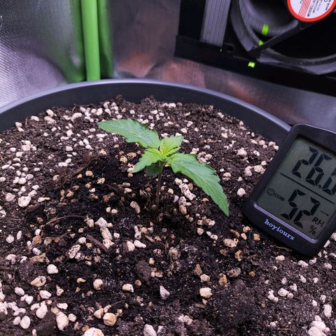 Purple Punch auto growlog timeline photo