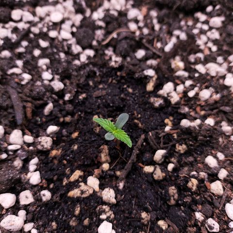 Jack Herer Automatic growlog timeline photo