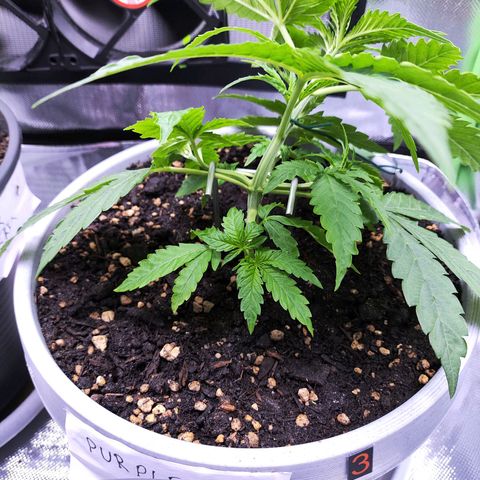 Purple Punch Auto growlog timeline photo
