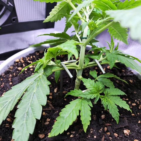 Purple Punch Auto growlog timeline photo