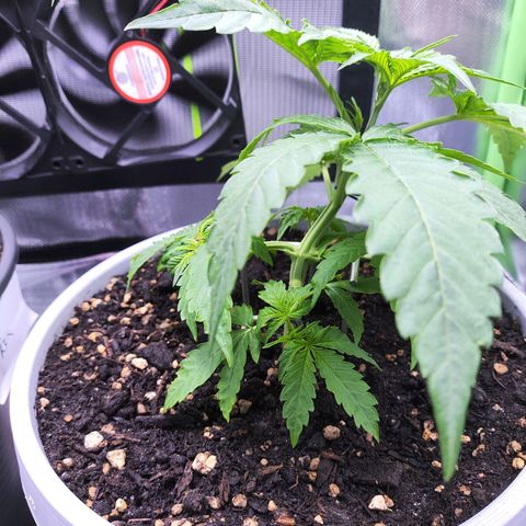 Purple Punch Auto growlog timeline photo