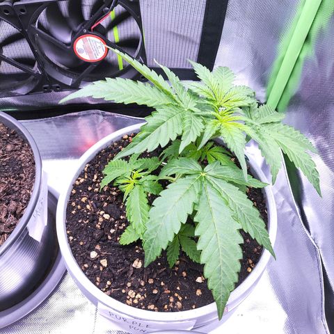 Purple Punch Auto growlog timeline photo