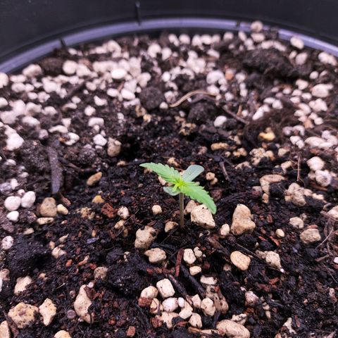 Jack Herer Automatic growlog timeline photo