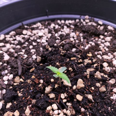 Jack Herer Automatic growlog timeline photo