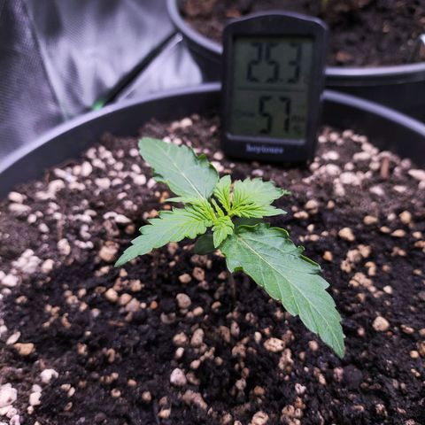 Purple Punch auto growlog timeline photo