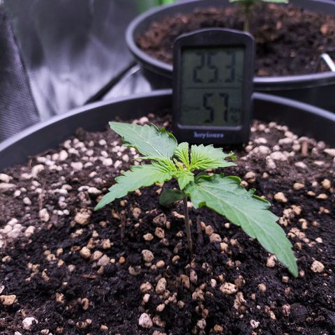 Purple Punch auto growlog timeline photo
