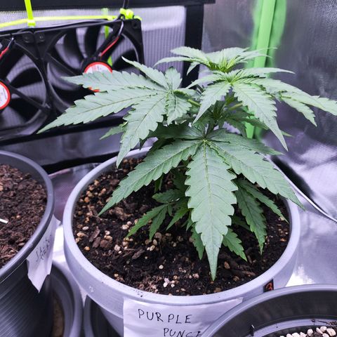 Purple Punch Auto growlog timeline photo