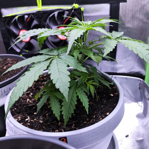 Purple Punch Auto growlog timeline photo