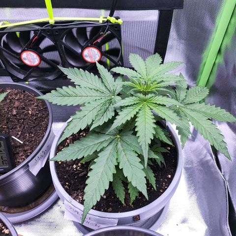 Purple Punch Auto growlog timeline photo